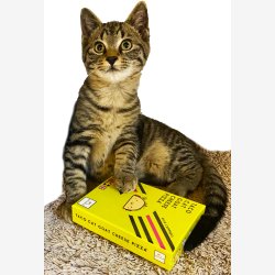 TACO CAT GOAT CHEESE PIZZA