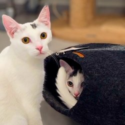 BETTERFELT KATTEHULE