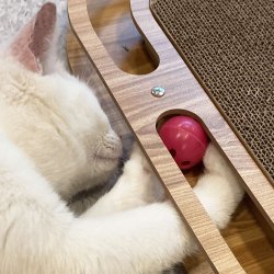 OVAL KRADSEPLADE med BOLDE