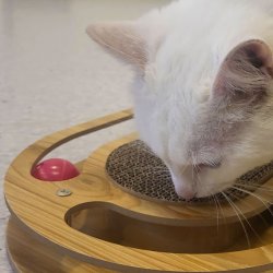 OVAL KRADSEPLADE med BOLDE